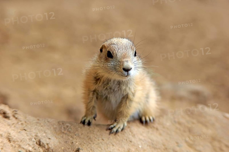 Black-tailed Prairie dog