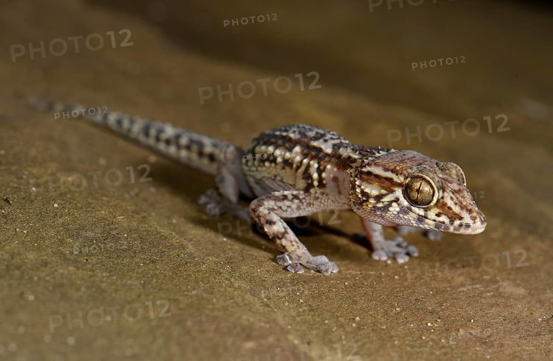 Great Head Gecko