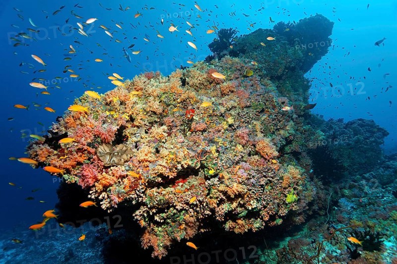 Coral reef
