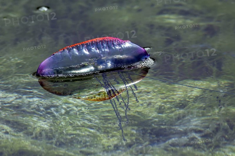 Portuguese Man O' War