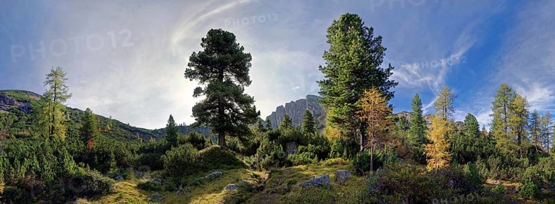 Mountain forest