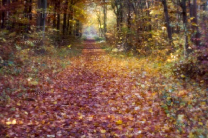 Forest trail in autumn