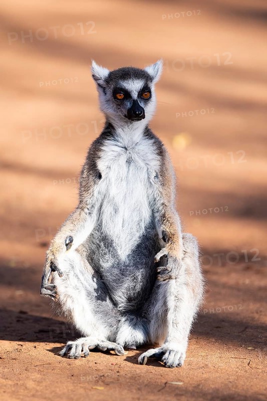 Ring-tailed lemur