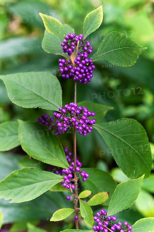 Profusion beautyberry