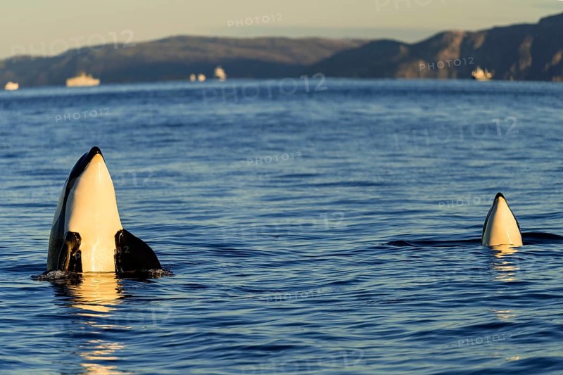 Orcas or killer whales