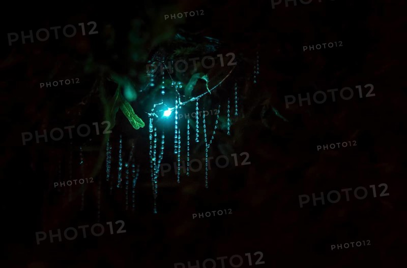 Bioluminescence