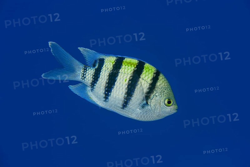 Indo-Pacific sergeant