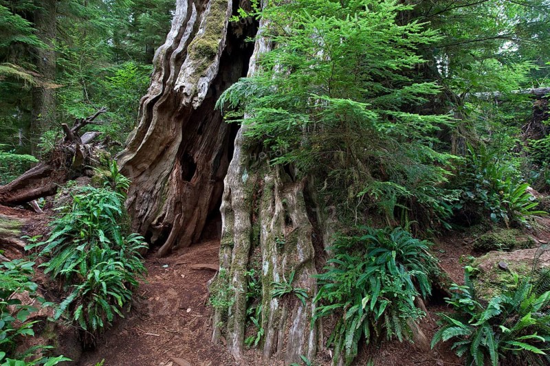 Old cedar