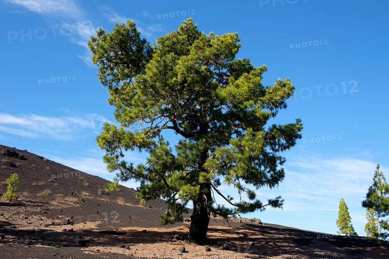 Canary Island pine