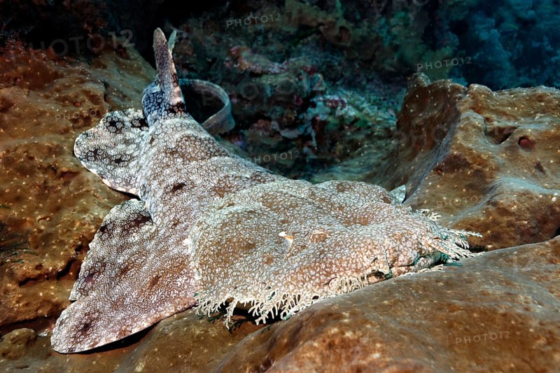 Tasselled wobbegong