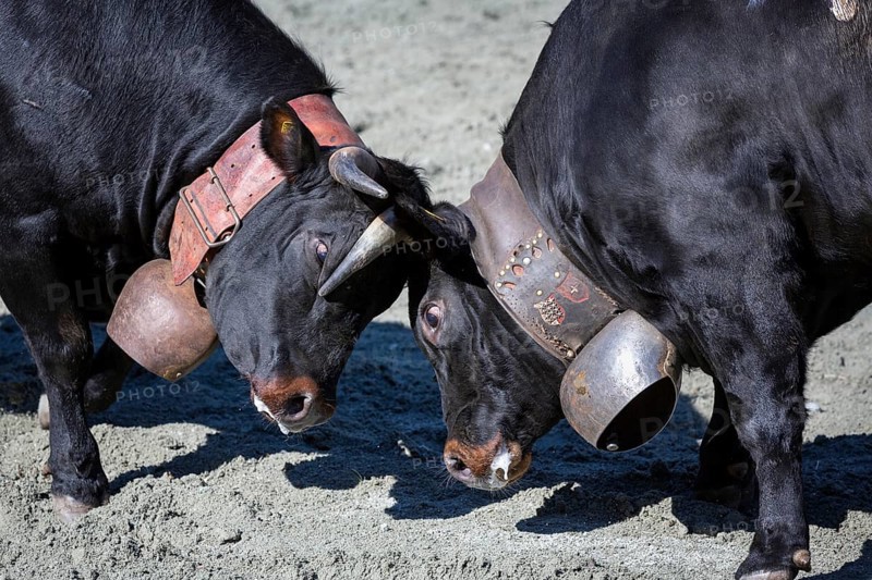 Herens cows locking horns during a cow fight