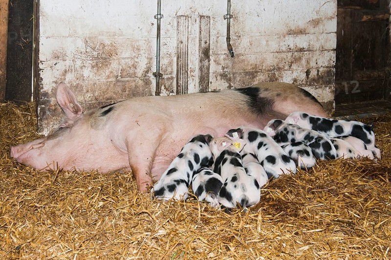 Bentheim black pied