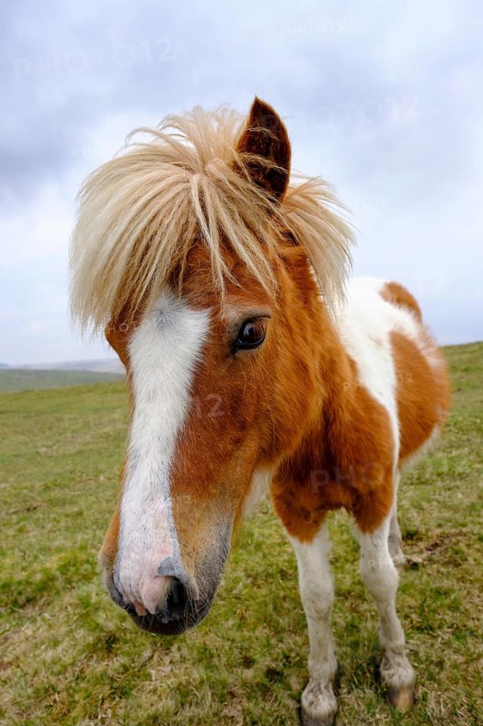 Dartmoor Pony
