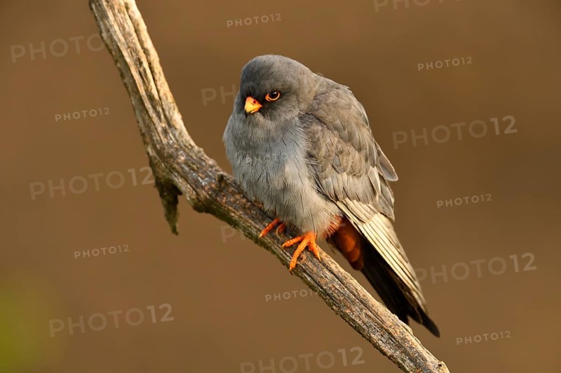 Red-footed Falcon