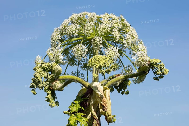 Giant hogweed or wild parsnip