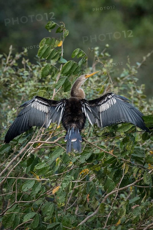 Anhinga or Water Turkey