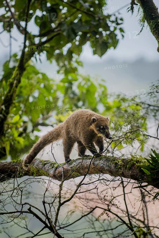 Ring-tailed coati