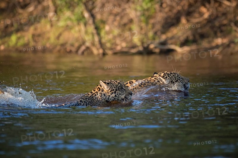 Two Jaguars