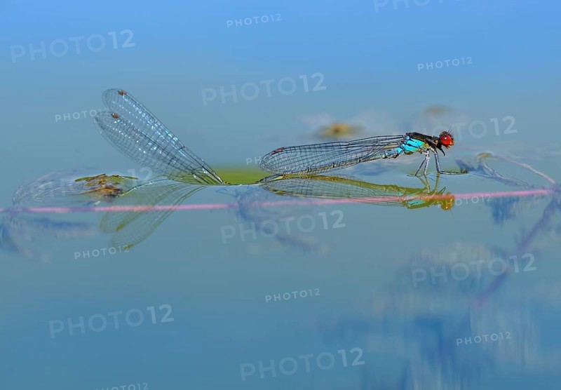 Red-eyed Damselfly