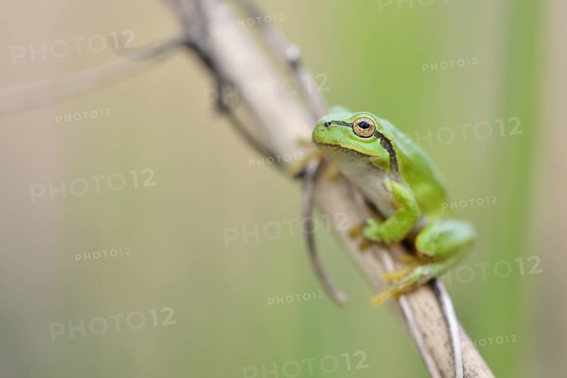 European tree frog