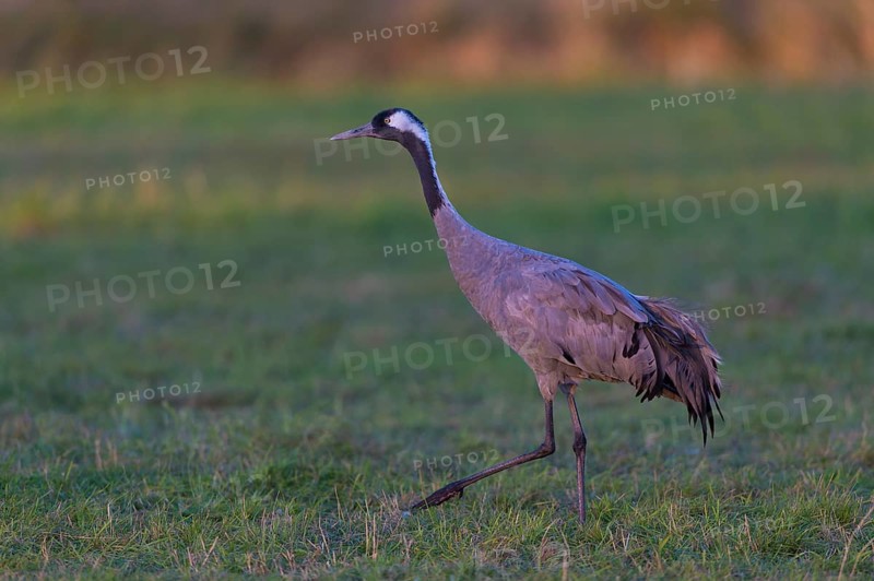 Common or European crane
