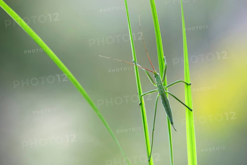 Saga pedo bush cricket