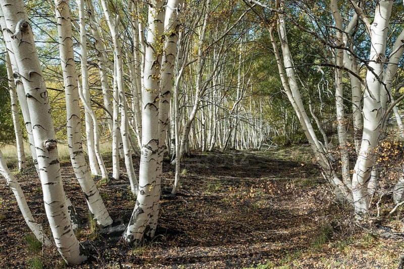 Endemic etna birch