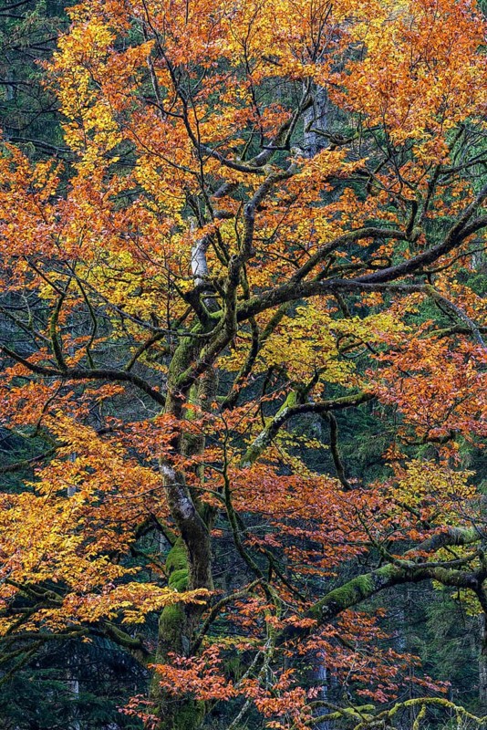 Beech