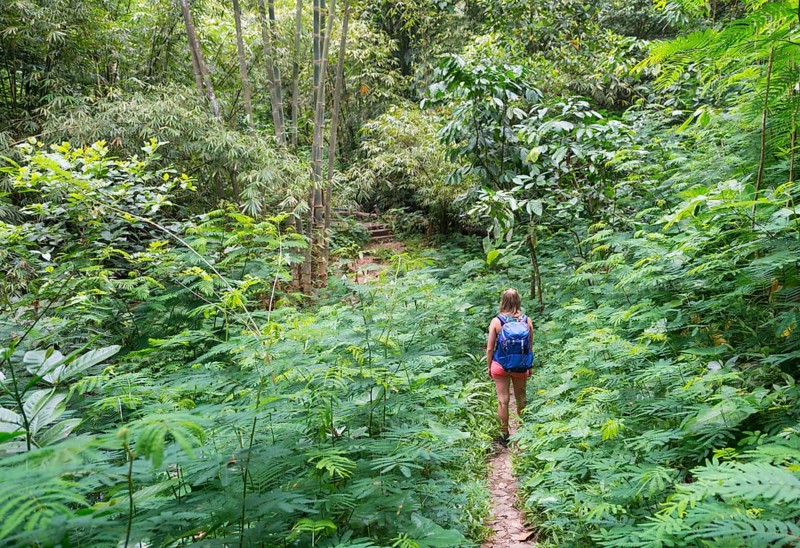 Hiker walking on trail through dense vegetation