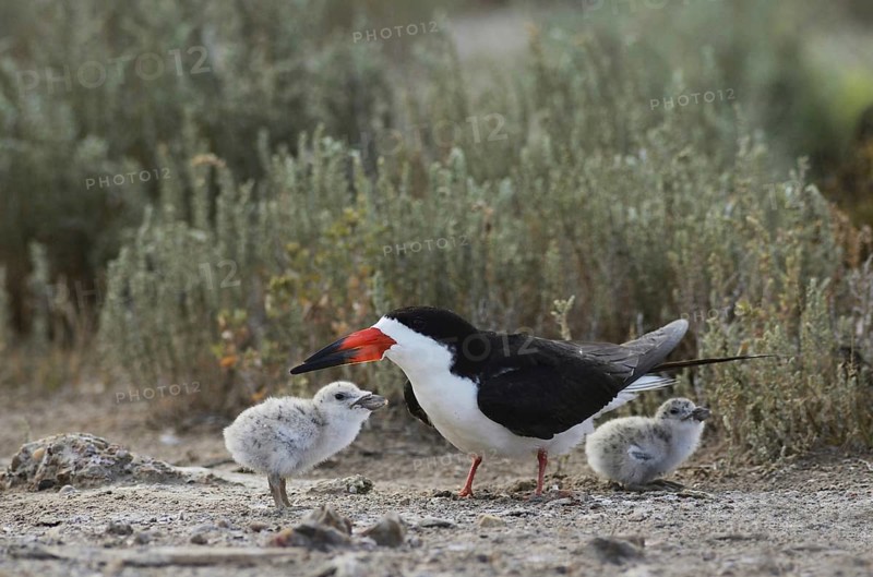 Black Skimmer