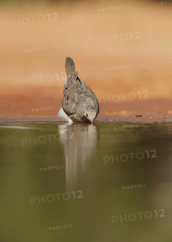Common Ground Dove