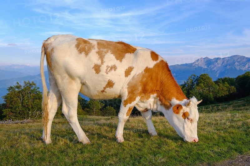 Grazing cow