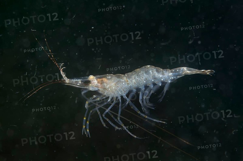 Baltic prawn