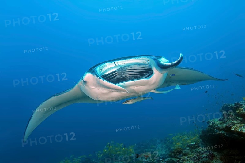 Giant oceanic manta ray