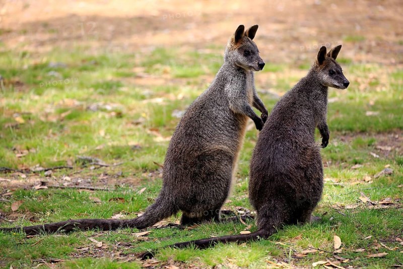 Swamp Wallabies