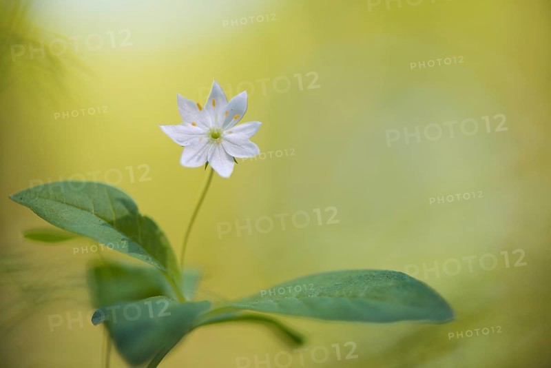 Arctic starflower