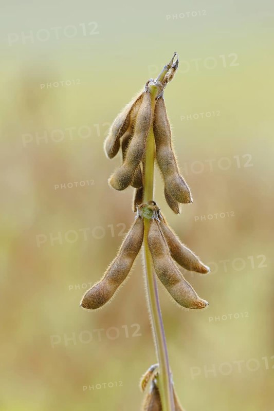 Soya beanplant