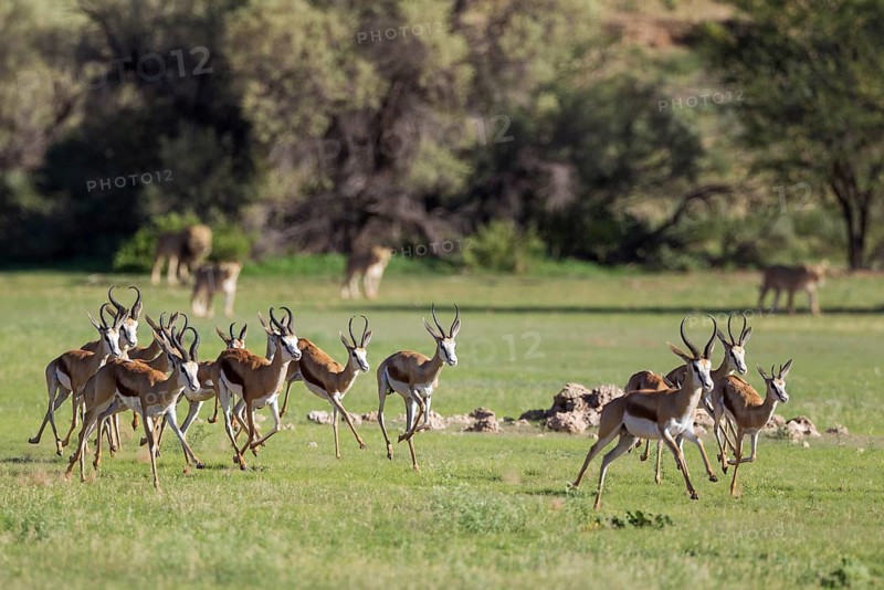 Springboks