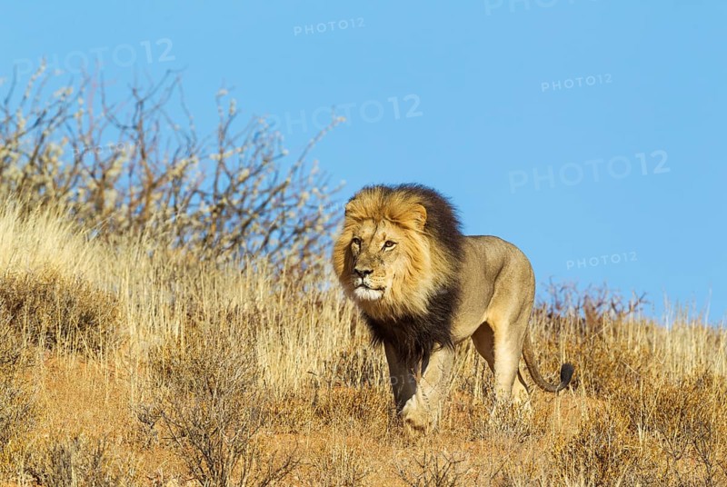 Black-maned Lion