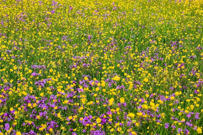 Wild flowers