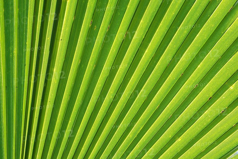 Leaf structure
