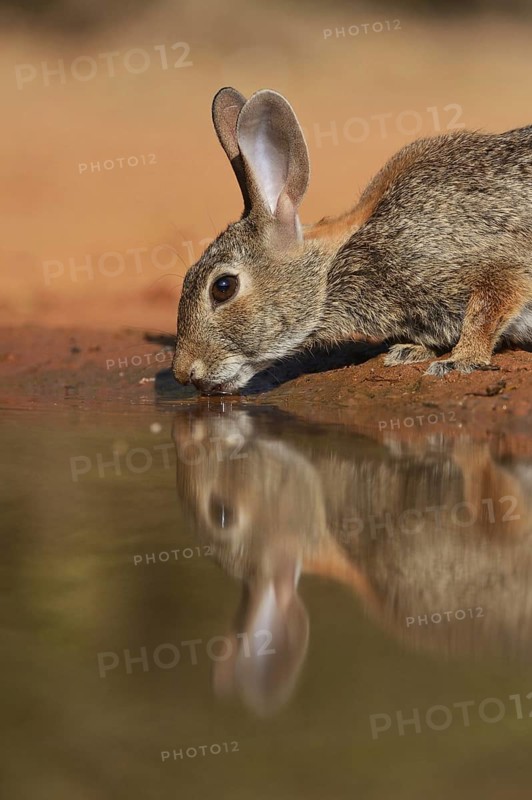 Eastern Cottontail