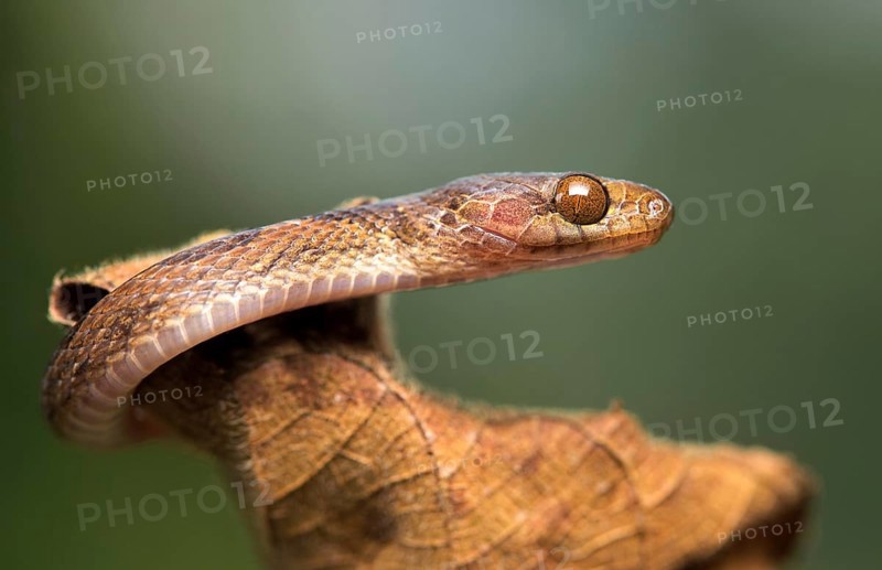 Blunthead tree snake