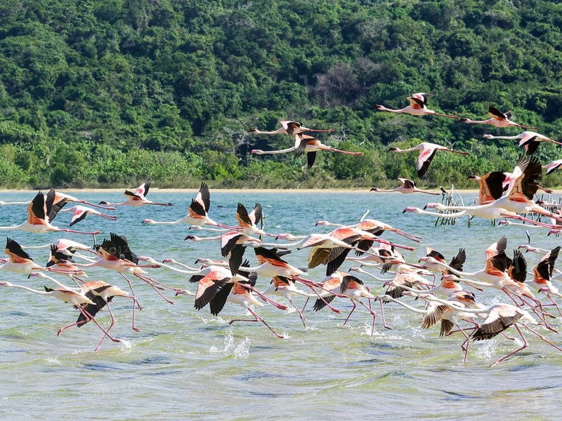 Flamingo