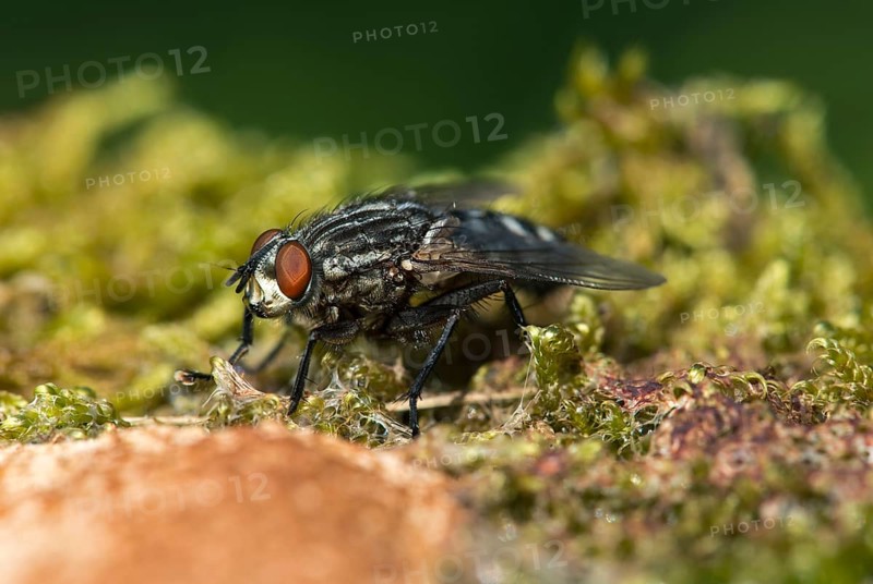 Blowfly