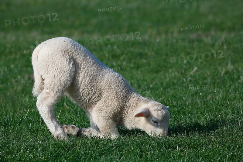 Lamb kneels for browsing