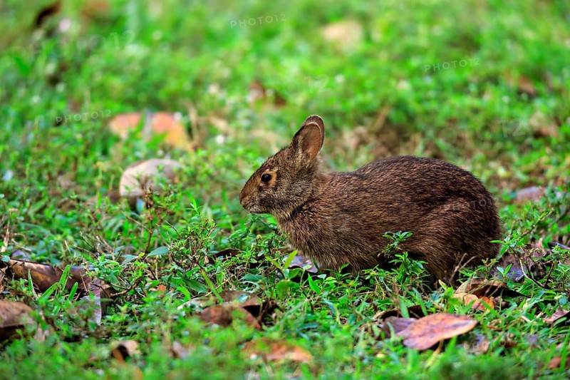 Marsh rabbit