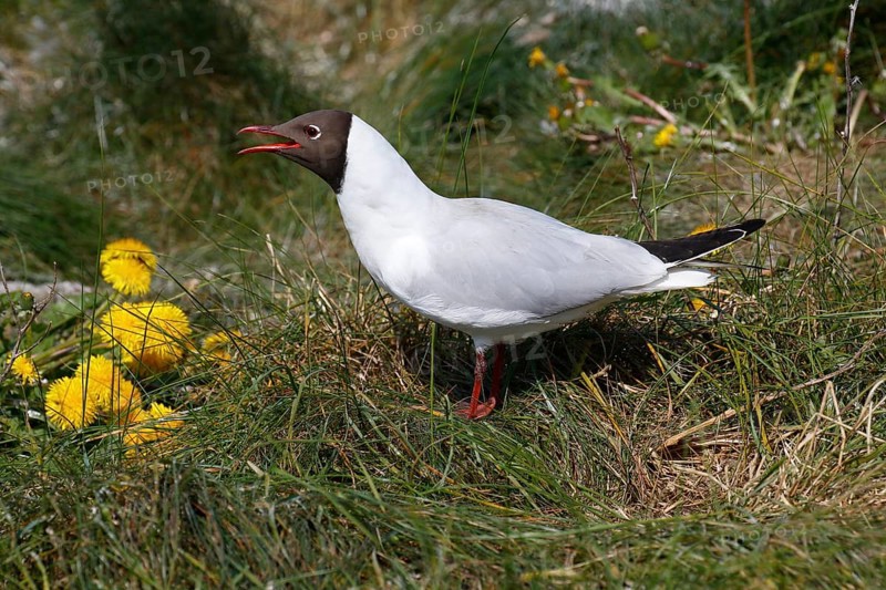Calling black-headed gull