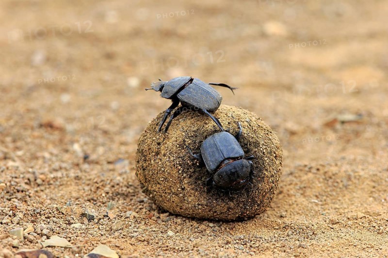 Dung beetle