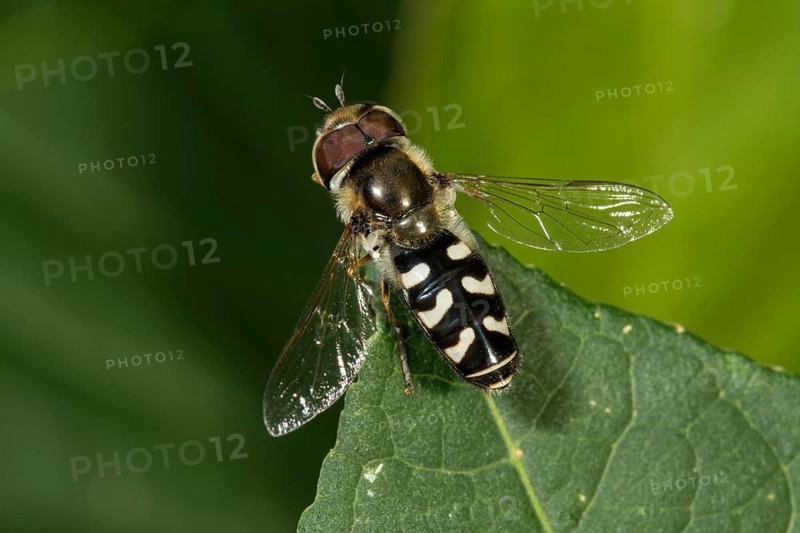 Scaeva pyrastri